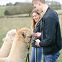 90 Minute Walk With Alpacas Experience, thumbnail 3 of 8