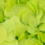 Lime Green Wedding Confetti | Biodegradable Confetti, thumbnail 2 of 6