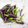 Chilli Plants, 'Gusto Purple', thumbnail 7 of 7