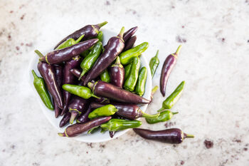 Chilli Plants, 'Gusto Purple', 7 of 7
