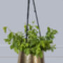 Golden And Black Hanging Plant Pot, thumbnail 2 of 4