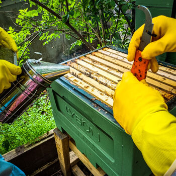 Yorkshire Beekeeping Experience, 5 of 8