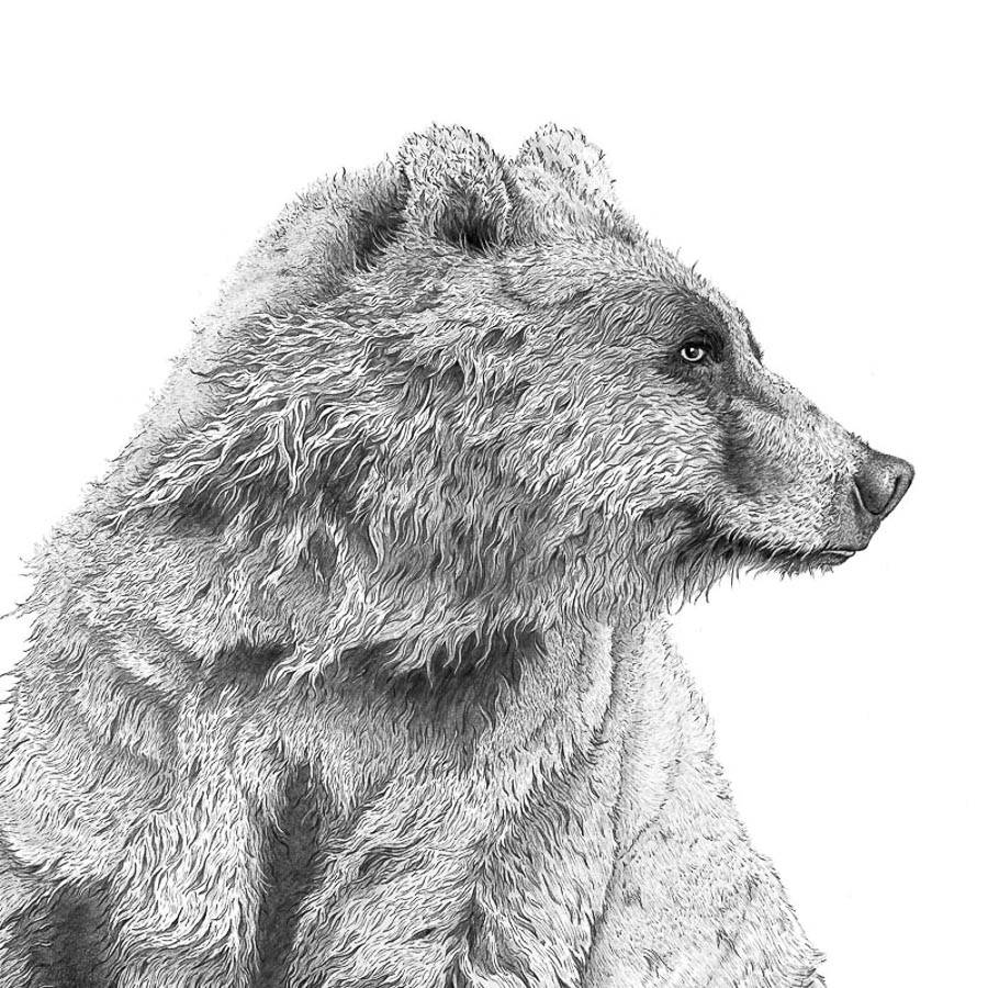 big wet bear illustration print by ben rothery illustrator ...