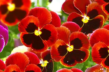 Pansy 'Autumn Blaze Mix' 20 X Plant Pack, 2 of 2