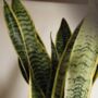Snake Plant | Sansevieria Trifasciata, thumbnail 2 of 2