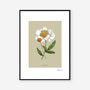 Botanical Peony 'Spring Blossom' Art Print, thumbnail 2 of 2