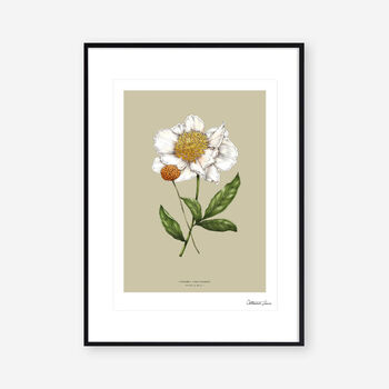 Botanical Peony 'Spring Blossom' Art Print, 2 of 2