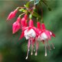 Perennial Fuchsia 'Snowcap' Five Plants In 9cm Pots, thumbnail 3 of 5