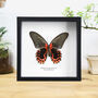 Scarlet Mormon Butterfly Entomology Taxidermy Frame, thumbnail 1 of 3