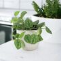 Satin Pothos Houseplant In 12cm Pot – Silver Vine, thumbnail 4 of 6