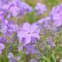 Winter Bedding Aubretia 'Lilac Blue' Six Plug Plants, thumbnail 3 of 5