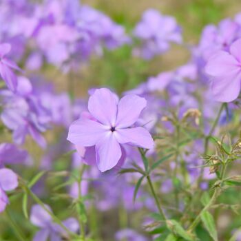 Winter Bedding Aubretia 'Lilac Blue' Six Plug Plants, 3 of 5