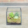 Glass Cube Succulent Terrarium Christmas Present, thumbnail 2 of 4