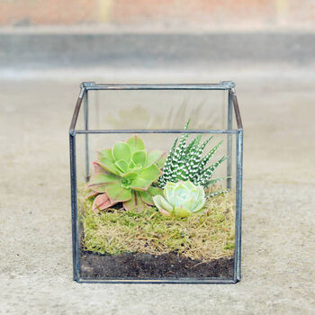 Glass Cube Succulent Terrarium Christmas Present, 2 of 4