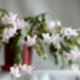 White 'Malissa Dancer' Christmas Cactus Two X 13cm Pots, thumbnail 6 of 6