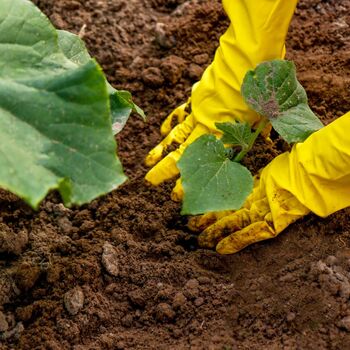 Vegetable Plants Cucumber 'Femspot' Plug Plant Packs, 3 of 11