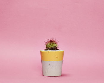 Concrete Pot Small With Cactus/ Succulent In Yellow, 2 of 5