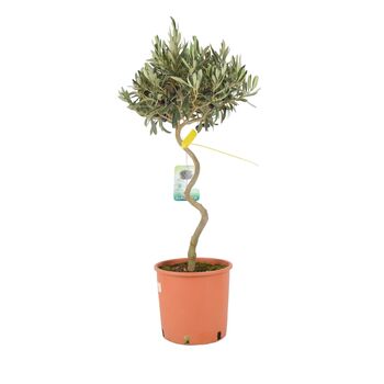 Spiral Olive Tree In 23cm Pot – 80–90cm Tall, 3 of 5