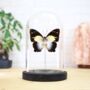 Glorious Begum Insect Bug Moth Butterfly Bell Jar Entomology Taxidermy Interior Design Home Decor Cloche Modern Display Gift Ornament, thumbnail 1 of 4