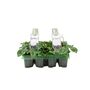 Cyclamen White 6 Pack X2 12 Plants, thumbnail 1 of 3