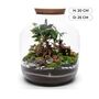 Xl Terrarium Kit | 'Nagoya', thumbnail 3 of 12