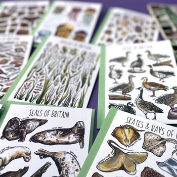 Wildlife Of Britain Greeting Cards Pack Volume Four, 8 of 12