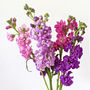 Flowers Stocks 'East Lothian' 12 X Plant Pack, thumbnail 6 of 6