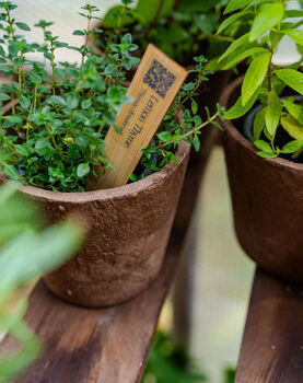 Smelly Soap Herb Collection, 10 of 12