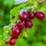 Gooseberry Plants, 'Hinnonmaki Red', thumbnail 7 of 8