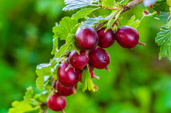 Gooseberry Plants, 'Hinnonmaki Red', 7 of 8