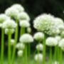 Allium Nigrum – 10 White Allium Bulbs, thumbnail 3 of 3