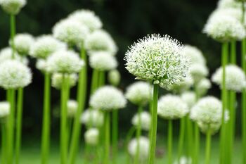 Allium Nigrum – 10 White Allium Bulbs, 3 of 3