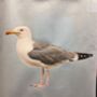 Herring Gull Organic Tote Bag, thumbnail 2 of 2