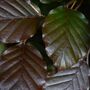 Purple Beech Trees, Fagus Purpurea, Five Litre Pots, thumbnail 3 of 4