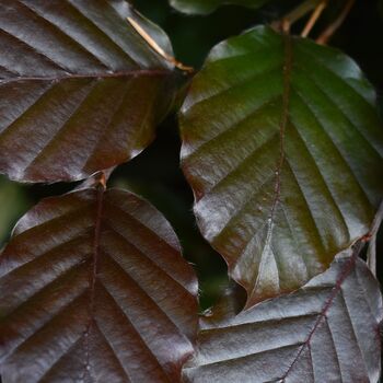 Purple Beech Trees, Fagus Purpurea, Five Litre Pots, 3 of 4