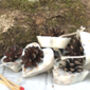 Heart Shaped Pine Cone Firelighters, thumbnail 4 of 5