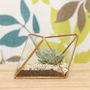 Brass Faceted Succulent Terrarium Kit, thumbnail 2 of 3