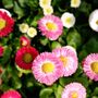 Bellis Daisy 'Mixed' Six X Plant Pack, thumbnail 2 of 5