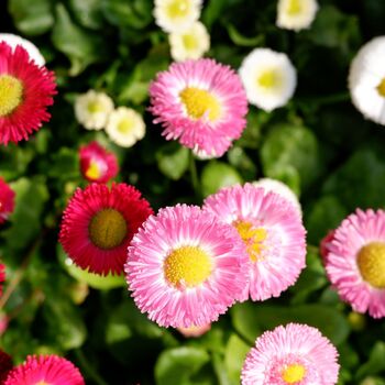 Bellis Daisy 'Mixed' Six X Plant Pack, 2 of 5