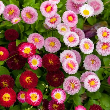 Bellis Daisy 'Mixed' Six X Plant Pack, 3 of 5