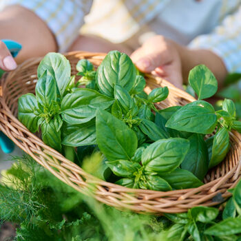 Herb Basil 'Sweet Genovese' Three X Plants In 9cm Pots, 2 of 5