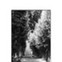 Treeline, Avranches, France Photographic Art Print, thumbnail 3 of 4