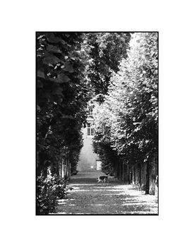 Treeline, Avranches, France Photographic Art Print, 3 of 4