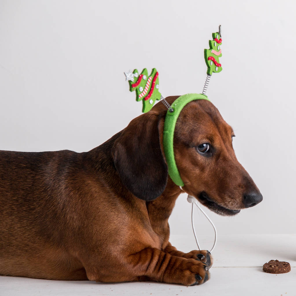 Christmas K9 Candies Handmade Candy Treats For Dogs By The Little Barker Bakery 