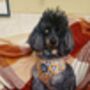 Woodland Badger Dog Collar, thumbnail 9 of 10