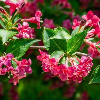 Weigela Plant 'Moulin Rouge', 3 of 4