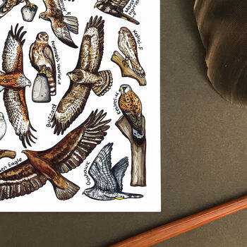 Birds Of Prey Of Britain Watercolour Postcard, 4 of 8
