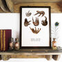 Sleuth Of Sloths Art Print, thumbnail 1 of 7