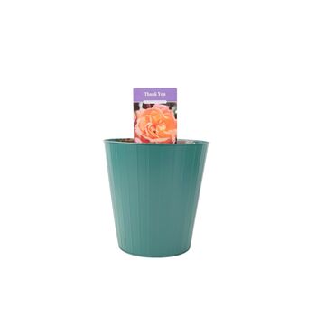 Rose 'Thank You' Bush Fragrant5.5 L Pot Garden Gift, 4 of 8