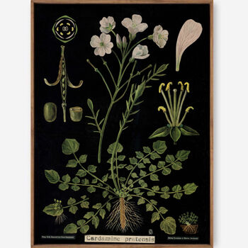 Cardamine, Canvas Wall Art, 5 of 7
